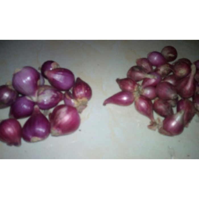 

Fe0Gg Bawang Merah (Sedang) 75djgbfv