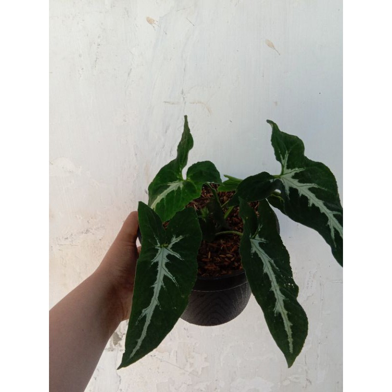 syngonium wendlandii