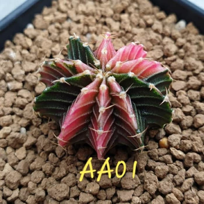 Promo Cactus Lb2178 Hybrid Varigata Kaktus Gymno Var Varigated benih bibit Diskon