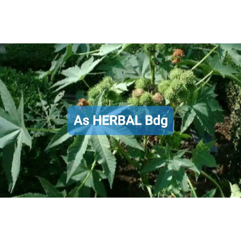 

Daun batang kaliki hijau atau jarak hijau kaliki kepyar segar 600 gram-az