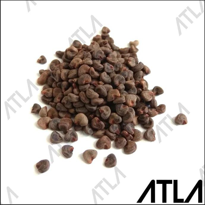 BENIH BUNGA ROSELLA UNGU 10 GRAM BIBIT TANAMAN BIJI TEH HERBAL ROSELA