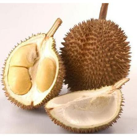 B3H Vcet Bibit Tanaman Buah Durian D24 60Cm H3O C1Lo