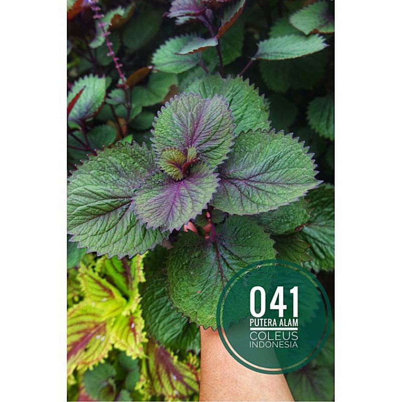 041//miana//coleus//jawer kotok//id payung/