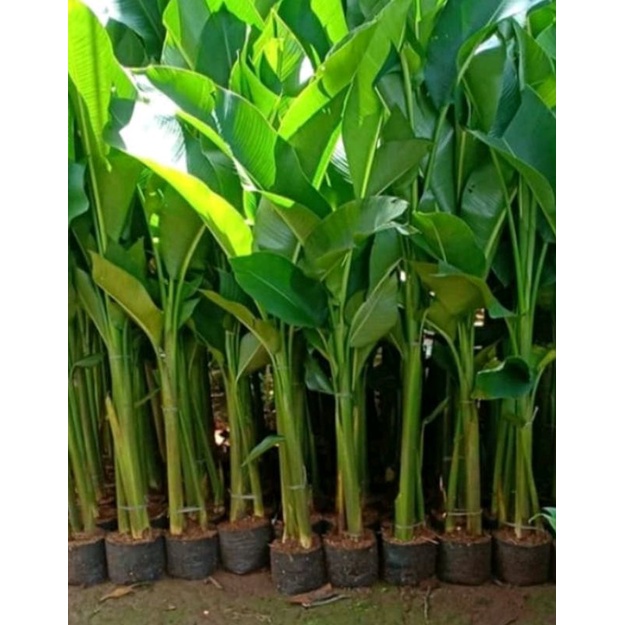 Tanaman hias pisang Pisangan karibay