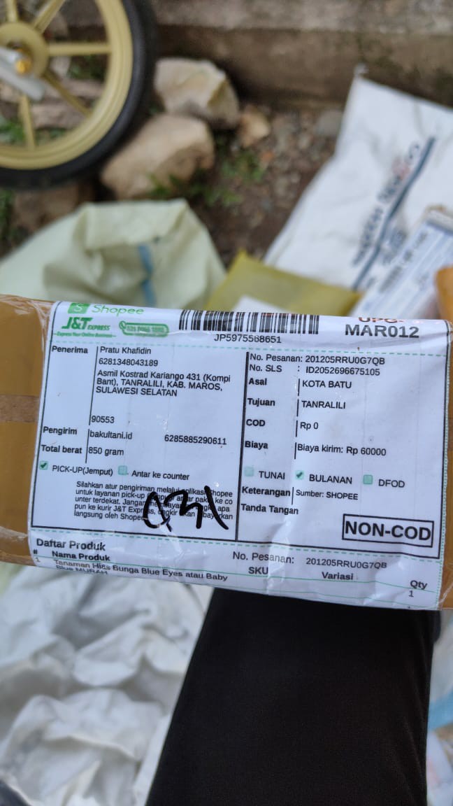 Tanaman Hias Bunga Blue Eyes Atau Baby Blue Rimbun