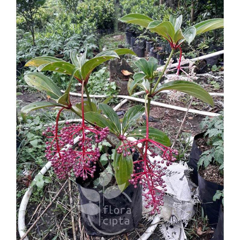 Re5T0Ck Bibit Tanaman Parijoto - Pohon Buah Parijoto (Obat Herbal) Xeo