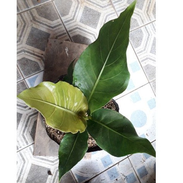 ANTORIUM GELOMBANG CINTA / BUNGA ANTORIUM GC / TANAMAN ANTORIUM / ANTORIUM / TANAMAN HIAS