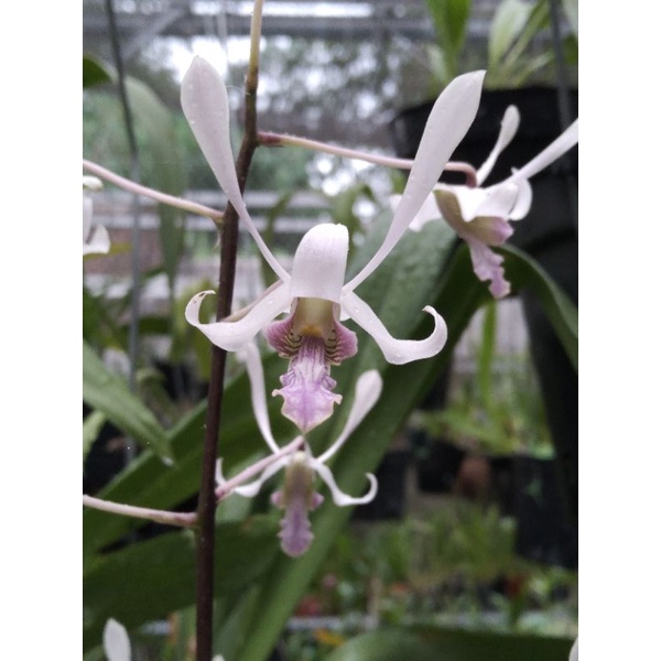 dendrobium lineale white