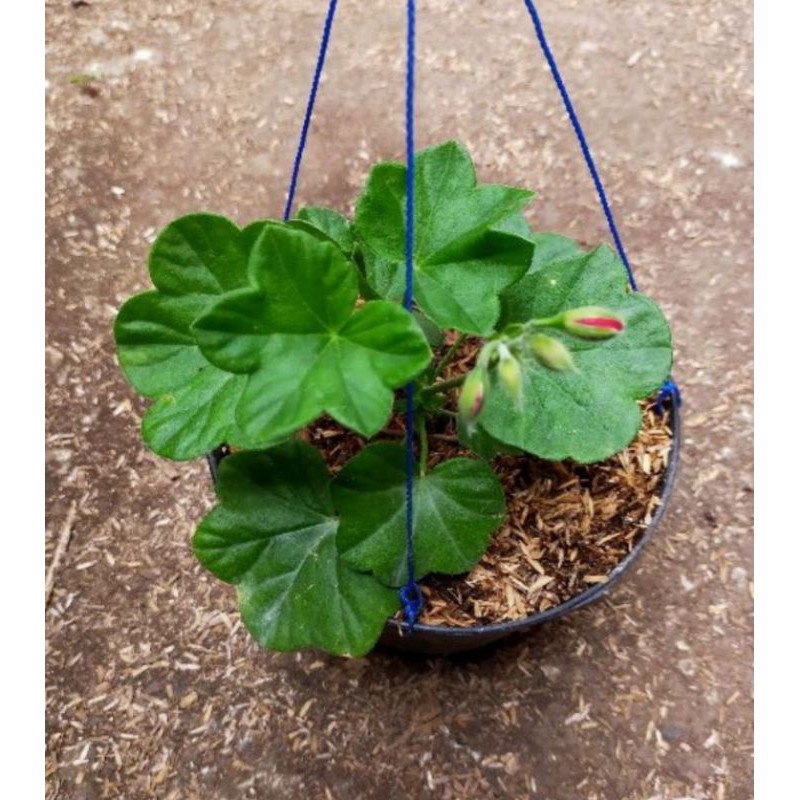 tanaman hias bunga geranium gantung / bunga geranium