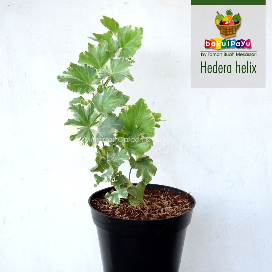 Tanaman Hias Hedera Helix