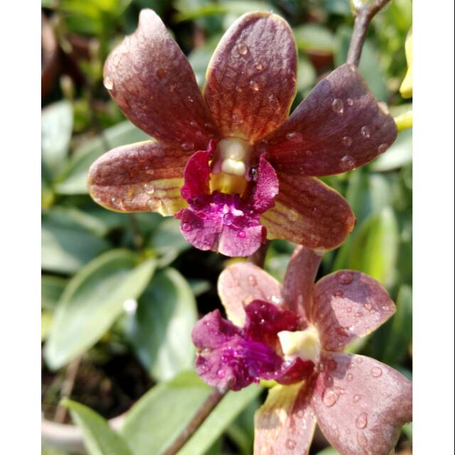 Anggrek Dendrobium Lipstick X Bertachong