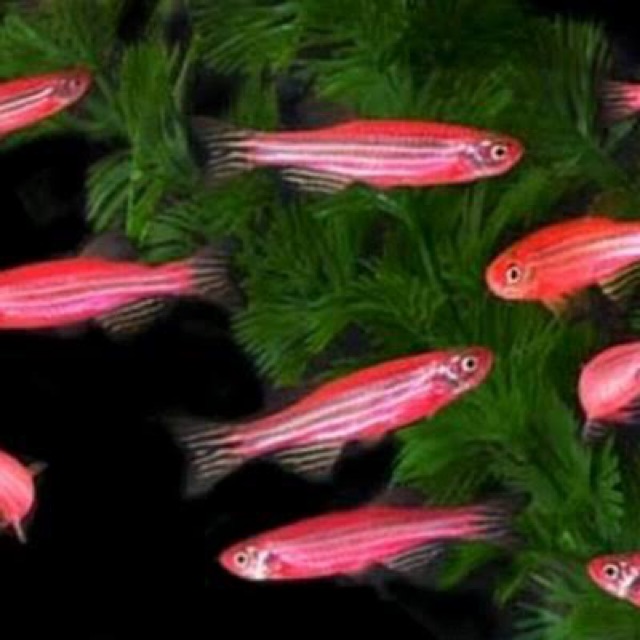 Ikan Danio Zebra