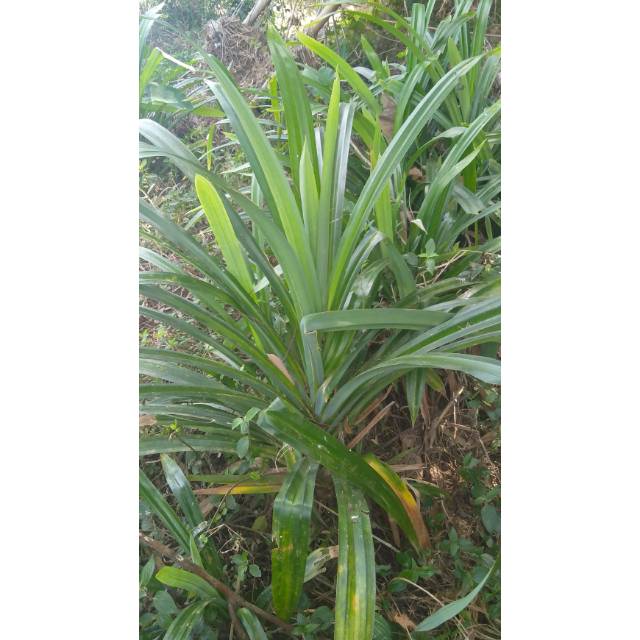 

Daun pandan wangi segar