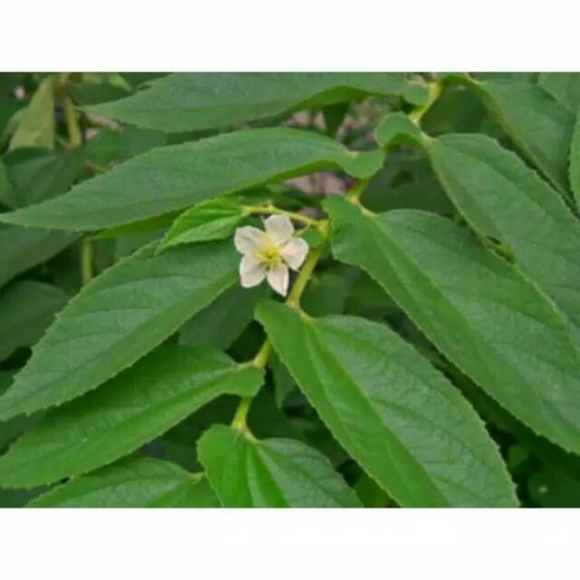 

Daun Talok / kersen segar /herbal