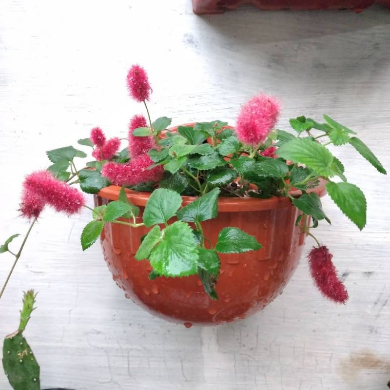 bibit bunga ekor kucing (Acalypha hispida) -Tanaman Hias Ekor Kucing Gantung Berbunga - BAKUL KEMBANG