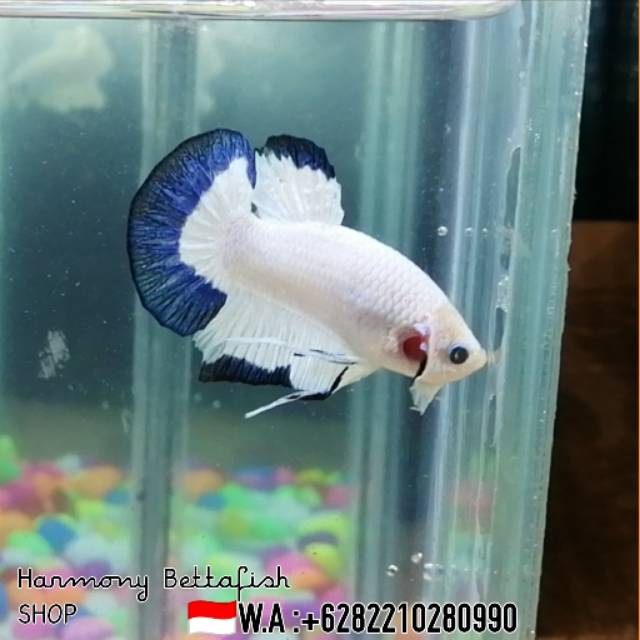 Ikan Cupang Hias BLUE RIM betta fish Plakad
