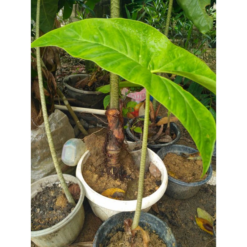 Alocasia zebrina