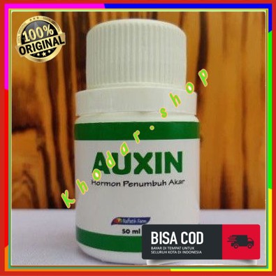 ( COD ) AUXIN HORMON PERTUMBUHAN AKAR, PERANGSANG AKAR