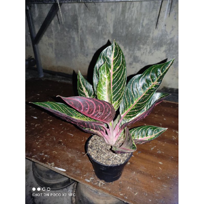 

pride of sumatra lokal daun 8++