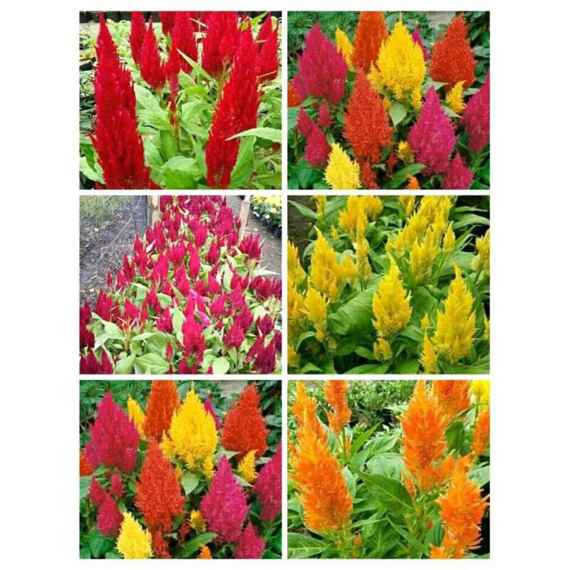 

Bunga celosia/jengger ayam