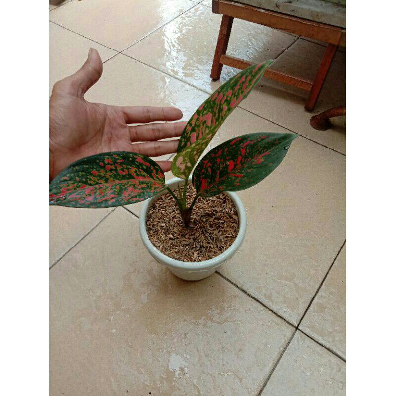 PROMO // Tanaman hias-Aglonema venus-Tanaman hias aglonema venus-AGLONEMA VENUS-PROMO Venus aglonema