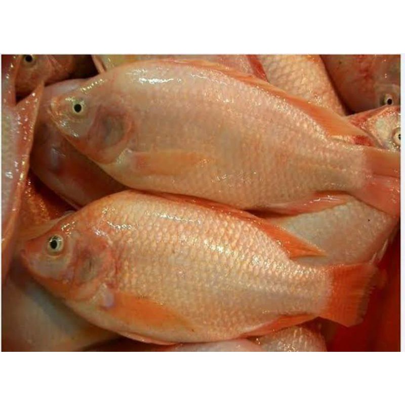 

Ikan nila merah 500 gr
