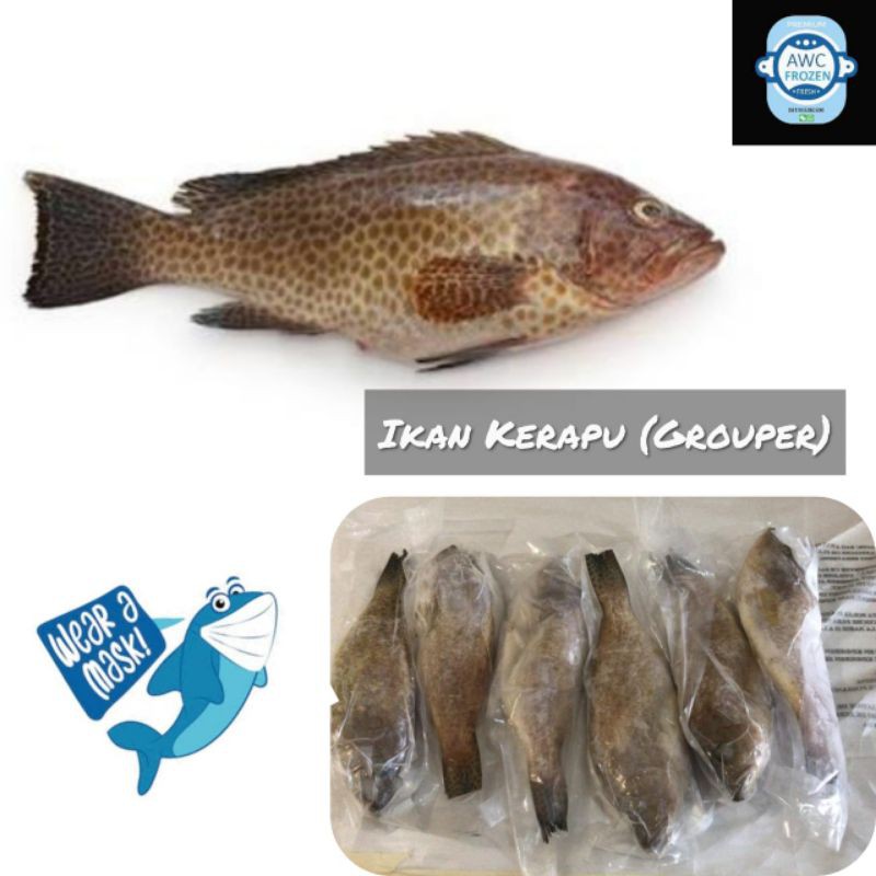 

Kerapu Macan bersih siap masak.