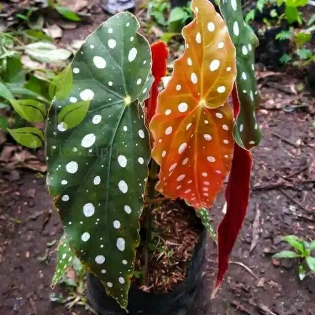 Tanaman hias begonia polkadot Shopee Indonesia Tanaman hias begonia polkadot Shopee Indonesia