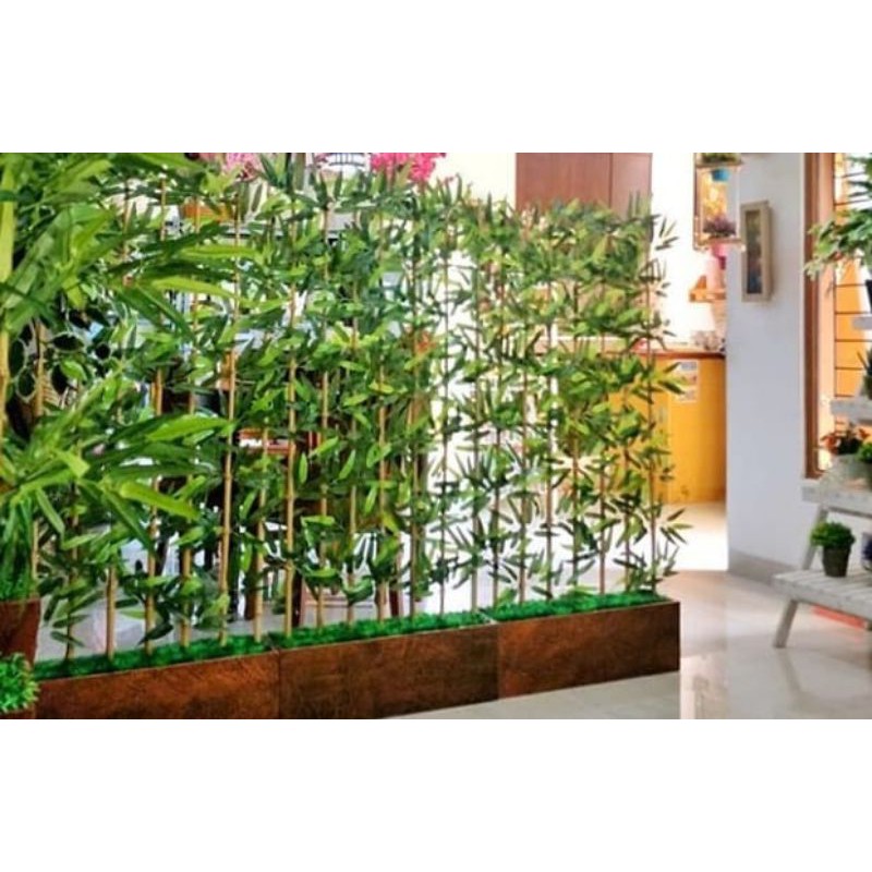 pohon Bambu cendani lengkap daun