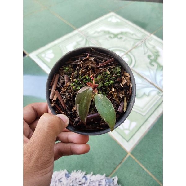 philodendron pink princess 1-2 daun & daun pancing 1