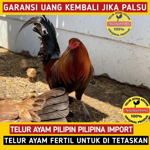 TELUR AYAM PILIPIN X PERU FERTIL ASLI UNTUK DITETASKAN