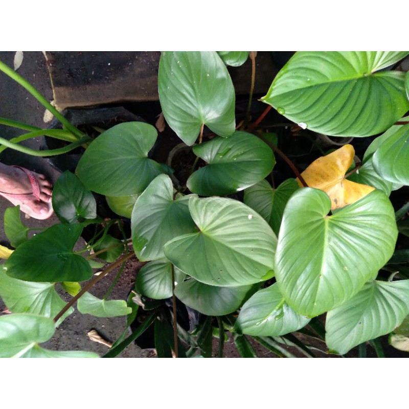 Homalomena,sente bali,sente hitam/sente wulung