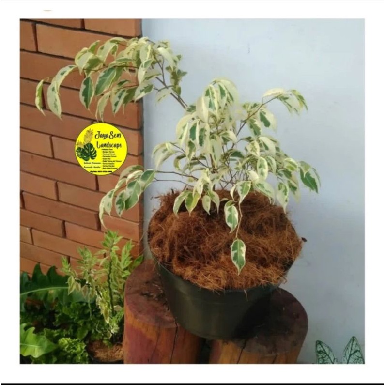 TANAMAN HIAS BENJAMINA VARIGATA + POT HITAM