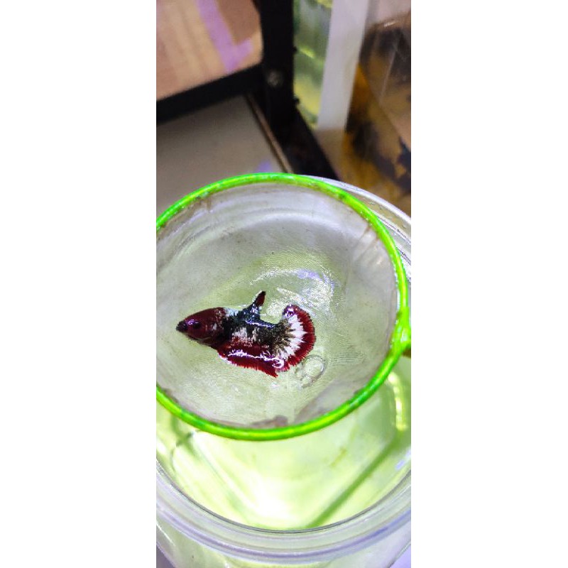 Cupang FCCP Copper Red head Super TOP GRADE