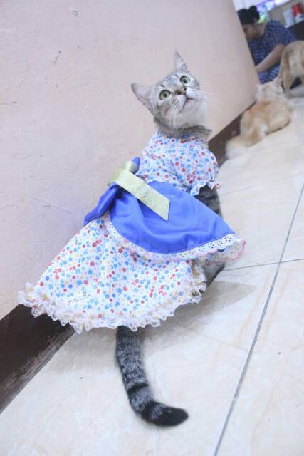 Dress none belanda lucu untuk kucing dan anjing / baju kucing murah size S M L XL