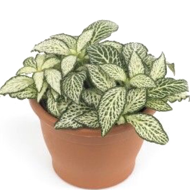 Tanaman fittonia verschaffeltii white