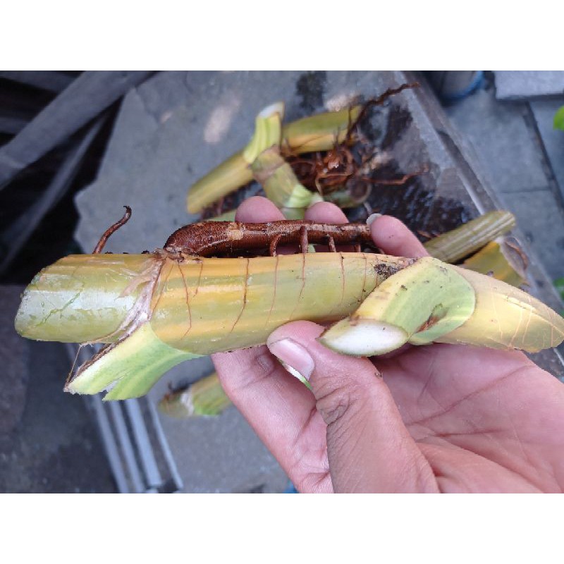 bonggol Monstera marmorata KW / sirih gading jumbo
