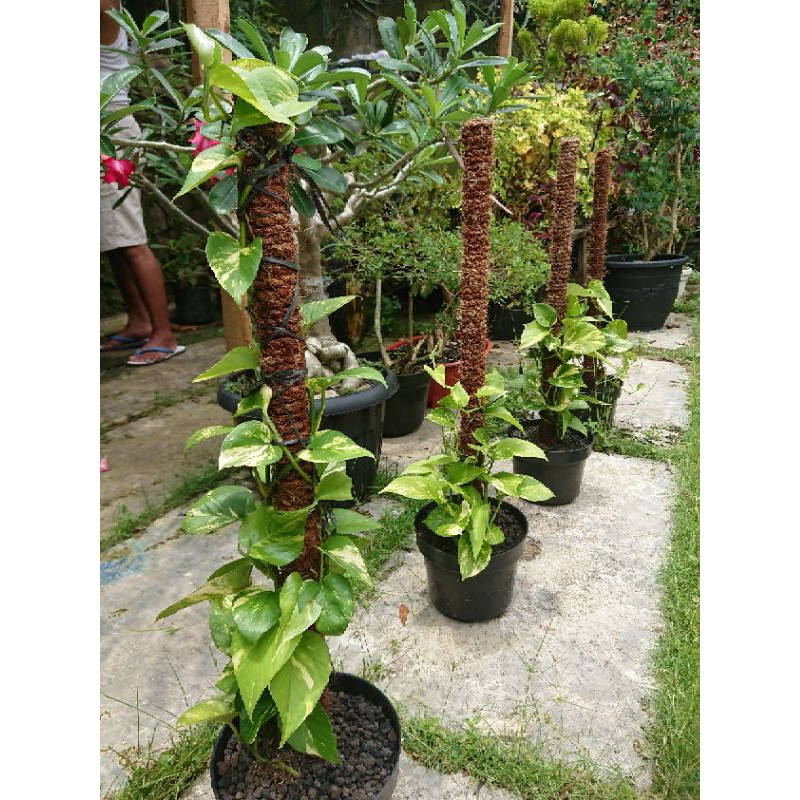 Turus sabut kelapa || Tiang rambatan bunga 75cm