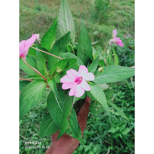 

daun pacar air tere segar 1 kg