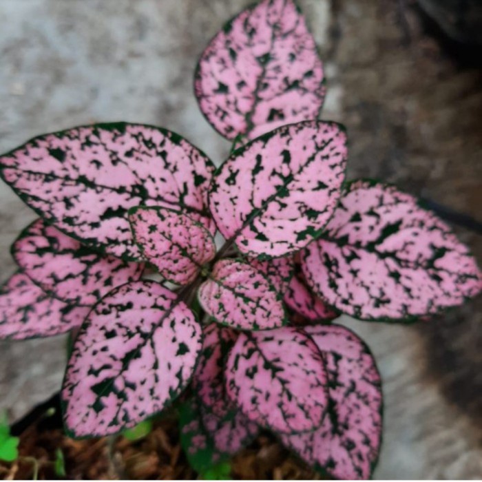 tanaman hias hipoestes pink