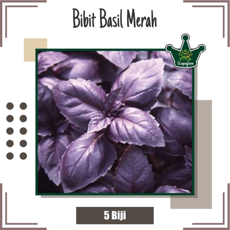 Benih Basil Merah Ungu - Benih Herbal