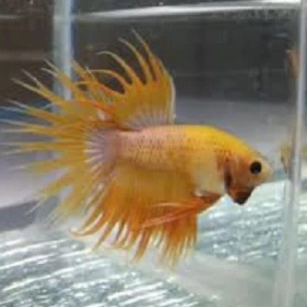 ikan cupang hiass CT kuning(yellew