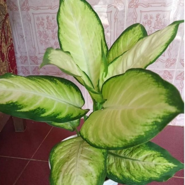 (COD) Bunga Tanaman Diven tisu bangkok / Golden tissu / Tanaman hias dewasa murah