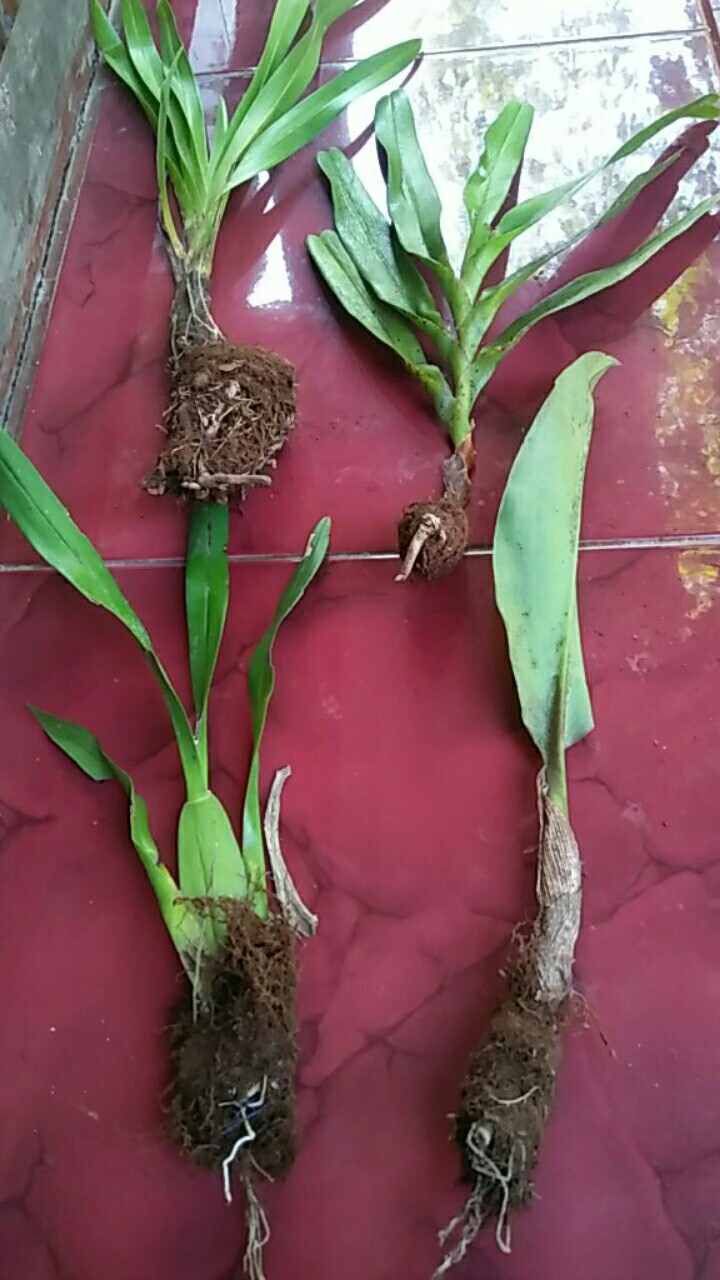 Oncidium Golden Sower