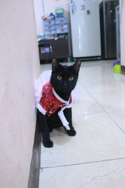 Dress hanbok tutu bunga merah lucu untuk kucing dan anjing / baju kucing murah size S M L XL