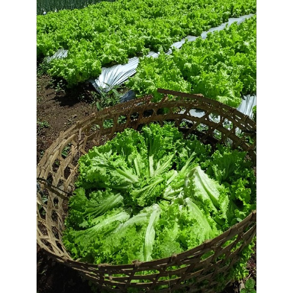 

Sayur Selada Segar 1kg