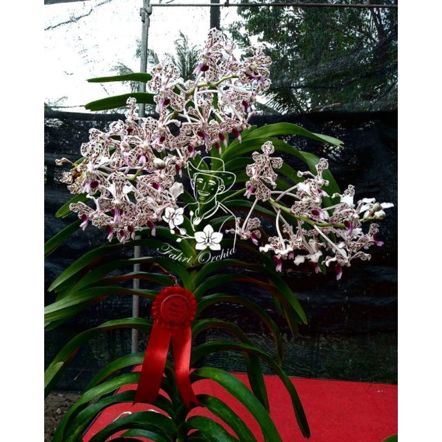 FahriOrchid - Anggrek vanda tricolor wangi bunga banyak