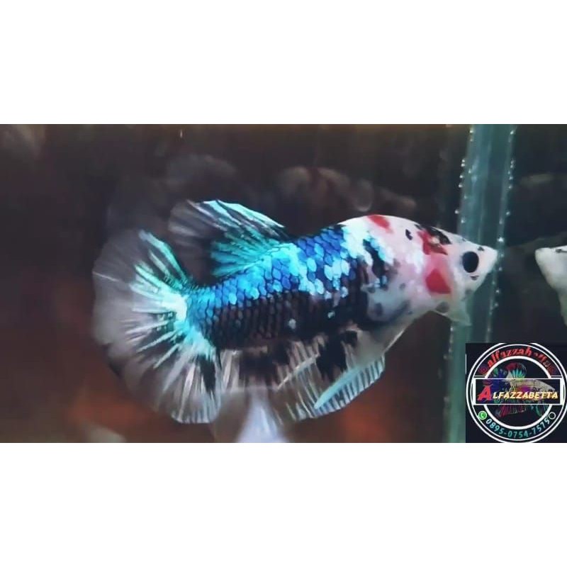 CUPANG HIAS BLACK KOI GALAXY