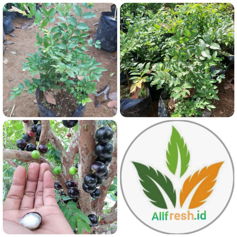 bibit pohon anggur brazil/tanaman buah anggur brazil jaboticaba