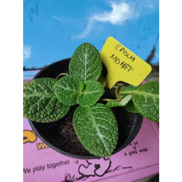 Episcia monet